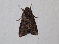 maudoc.com • Noctuidae •  Mniotype solieri.jpg   Mniotype solieri : Falena